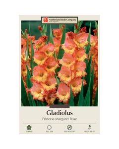 Gladiolus, Large Flowering 'Princess Margaret Rose'
