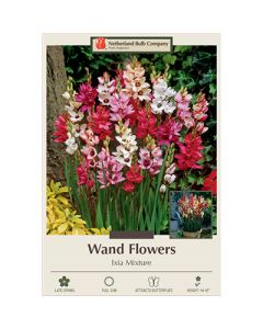 Ixia, Wand Flower