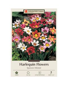 Sparaxis 'Harlequin Flower Mix'