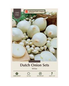 Allium, Dutch Onion Sets 'Snowball'