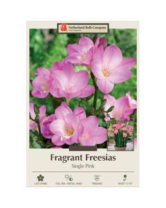 Freesia, Single Flowering 'Pink' 