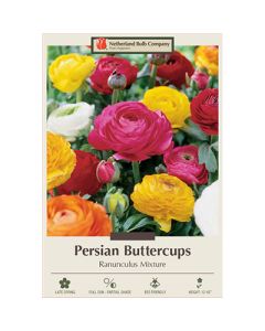 Ranunculus 'Persian Buttercup Mix'