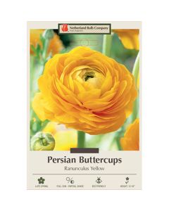 Ranunculus, Persian Buttercup 'Yellow'
