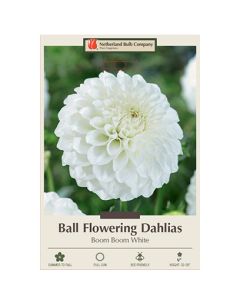 Dahlia, Ball 'Boom Boom White'