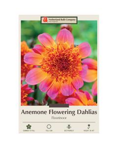 Dahlia, Anemone 'Floorinoor'