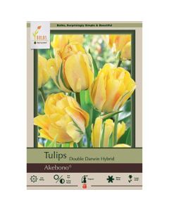 Tulipa, Double Darwin Hybrid Tulip 'Akebono'