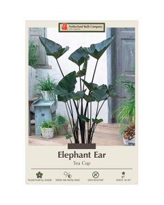 Colocasia, Elephant Ear 'Tea Cup'