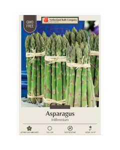 Asparagus 'Millennium'