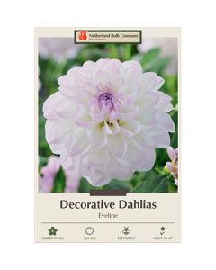 Dahlia, Decorative 'Eveline'