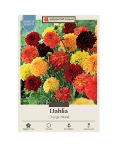 Dahlia 'Orange Blend'