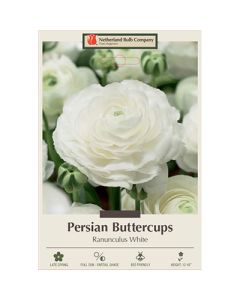 Ranunculus, Persian Buttercup 'White'