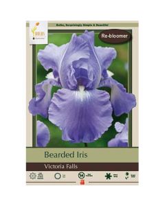 Iris, Bearded Iris 'Victoria Falls' 