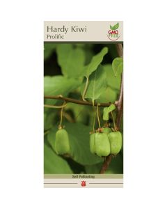 Actinidia, Hardy Kiwi 'Prolific'