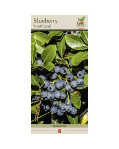 Vaccinium, Blueberry 'Northland'
