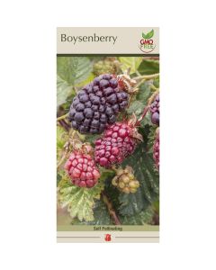 Rubus, Boysenberry