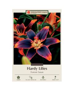 Lilium, Hardy Lily 'Forever Susan'