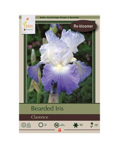 Iris, Bearded Iris 'Clarence'