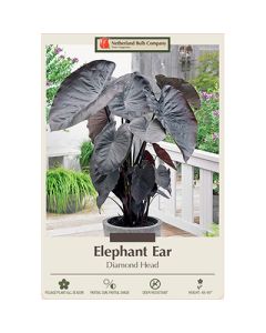 Colocasia, Elephant Ear 'Diamond Head'