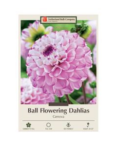 Dahlia, Ball 'Genova'