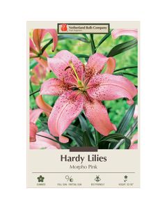 Lilium, Hardy Lily 'Morpho Pink'