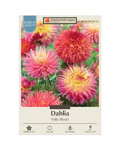 Dahlia 'Frilly Blend'
