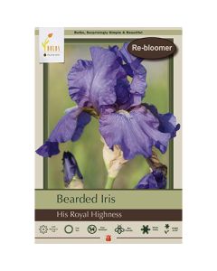 Iris, Bearded Iris 'His Royal Highness'