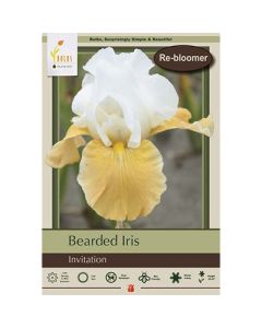 Iris, Bearded Iris 'Invitation'