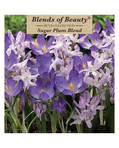 All Fall Bulbs, Blends of Beauty 'Sugar Plum'