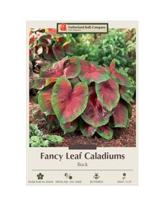 Caladium, Fancy Leaf 'Buck'