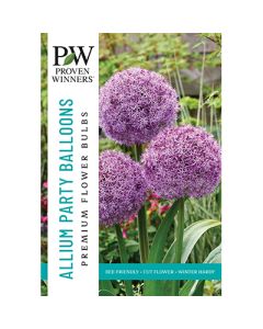 Allium, Giant Allium 'Party Balloons'