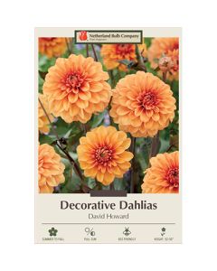 Dahlia, Decorative 'David Howard'