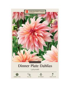 Dahlia, Dinner Plate 'Labyrinth'