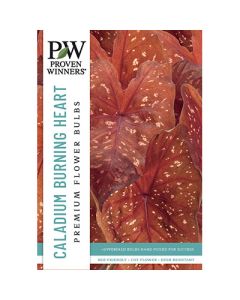Caladium, Heart to Heart® 'Burning Heart'