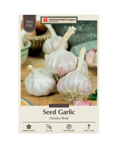 Allium, Seed Garlic Softneck 'Nootka Rose'