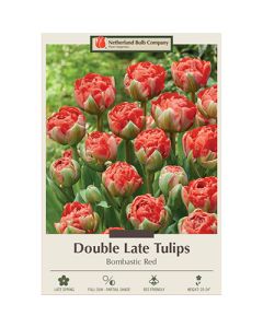Tulipa, Late Double Tulip 'Bombastic Red'