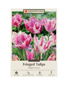 Tulipa, Fringed Tulip 'Purple Circus'
