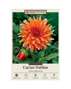 Dahlia, Cactus 'Color Spectacle'