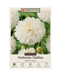 Dahlia, Fimbriata 'Myama Fubuki'