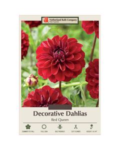 Dahlia, Decorative 'Red Queen'