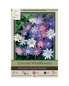 Anemone, Grecian Windflowers Mixture