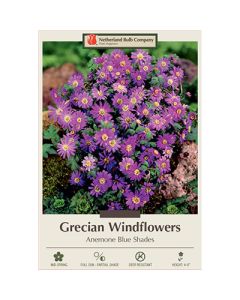 Anemone, Grecian Windflowers 'Blue Shades'