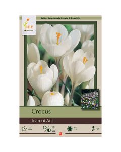 Crocus, Large Flowering Crocus 'Joan of Arc'