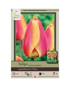 Tulipa, Darwin Hybrid Tulip 'Apeldoorn's Elite'