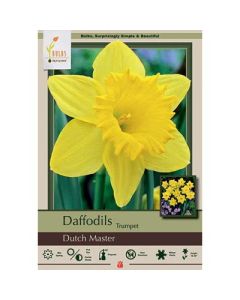 Narcissus, Daffodil Trumpet 'Dutch Master'