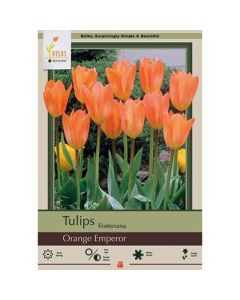 Tulipa, Fosteriana Tulip 'Orange Emperor' 