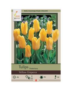 Tulipa, Fosteriana Tulip 'Yellow Emperor' 