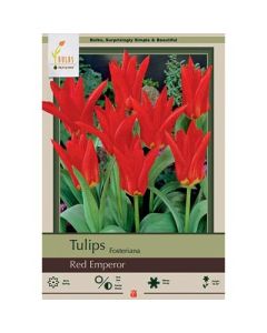 Tulipa, Fosteriana Tulip 'Red Emperor' 