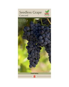 Vitis, Seedless Grape 'Concord'