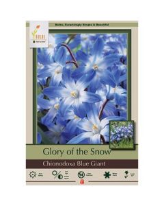 Chionodoxa, Glory of the Snow 'Blue Giant'