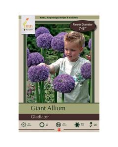 Allium, Giant Allium 'Gladiator'